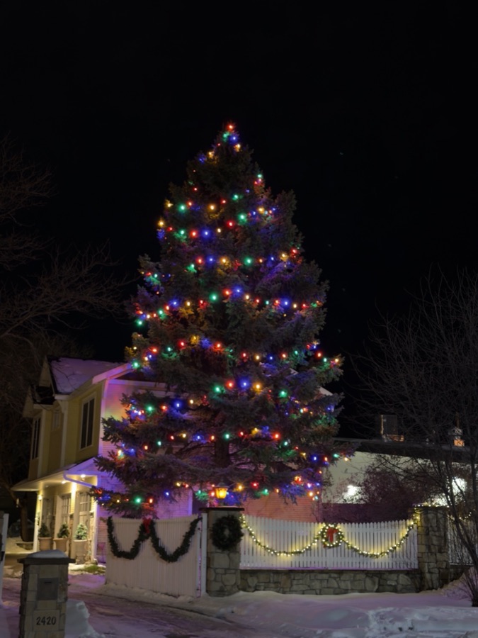 Tall evergreen fully wrapped in multicolor lights above a garland-draped picket fence